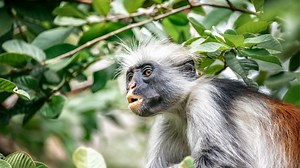 Protecting the Rare, Precious Red Colobus Will Safeguard Africa’s Forests