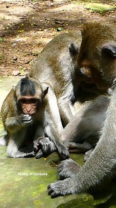 Funny Naughty Baby Monkey Begs His Mom for Milk Again and Again, Gets Rejected, Then Explodes Into Super Loud Screaming Tantrum That Melts Everyone’s Heart | Monkey Of Cambodia