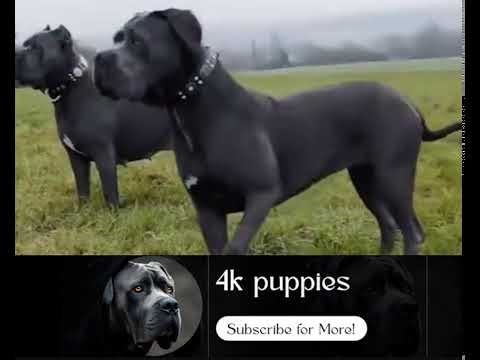 Black vs. Brindle Cane Corso: Which Look is More Intimidating?