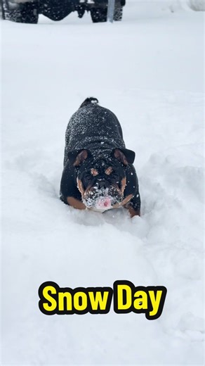 Snow Day Fun with Roxy: Cozy Vibes and Playtime