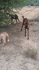 animal breeding on Reels