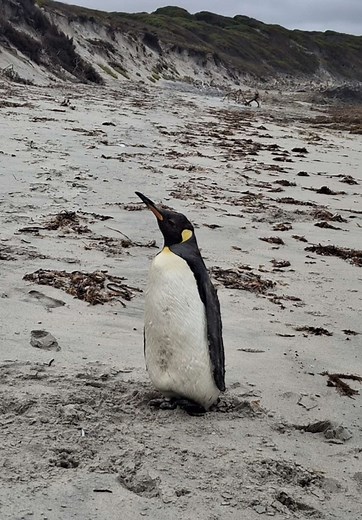 Rescue of a King Penguin in Esperance
