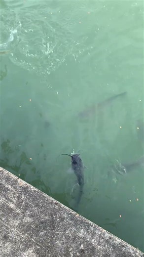 Fishing for channel cats