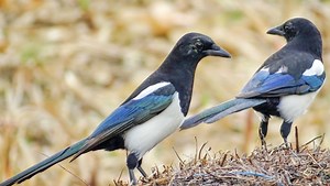 The essential plant that's a natural repellent for unwanted birds in the garden - Netmums