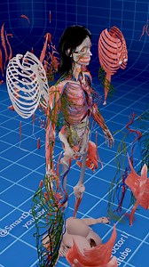 117K views · 1.7K reactions | Complete Female Anatomy ✨♀️ 4K . . ###...