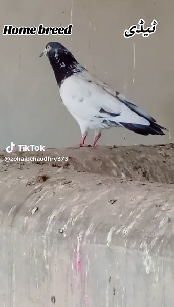 Preparing for the Next Home Breed Season