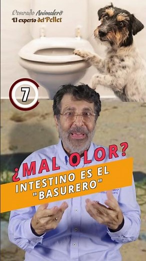 Esto es lo que hace la fibra insoluble en el intestino de tu perro 🌾🐶 #perros