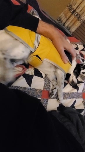 Automatic dog scratcher