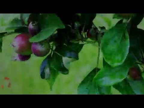 Flower to Fruits (Apple Timelaps)