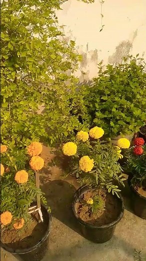 🌿 Beautiful Garden Tour | Peaceful Nature Vibes ✨ #garden #nature #flowers #greenery