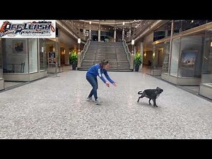 Lucy | 5 Year Old Lab/Whippet Mix | Best Dog Trainer Cleveland, OH | 2 Week Transformation