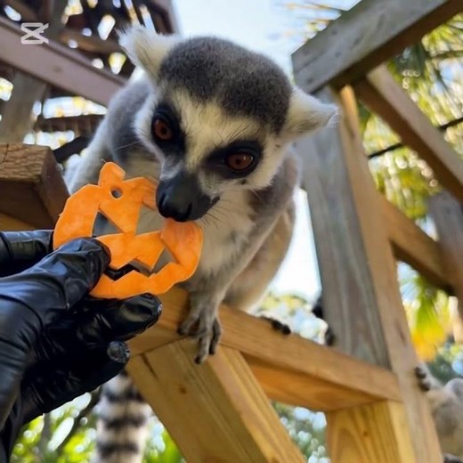 Lemur’s Pumpkin Snack Attack 🎃🐒 | Cutest Halloween Moment Ever! #animals