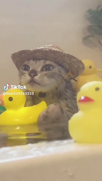 Challenges of Farming with Funny Cats and Cute Kittens