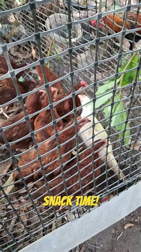 The Great Snack Run Heritage Chickens Sprinting For Their Favorite Treats