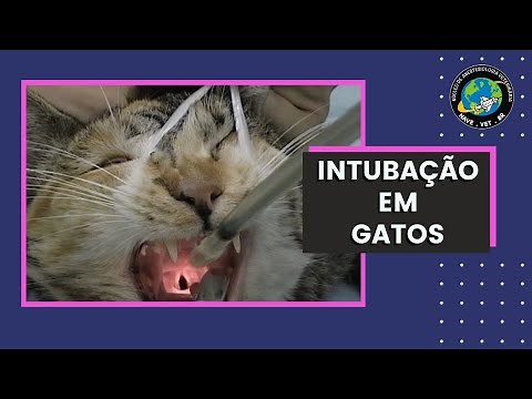 Cat Endotracheal Intubation