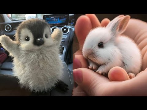 AWW Animals SOO Cute! Cute baby animals Videos Compilation cute moment of the animals #8 2026