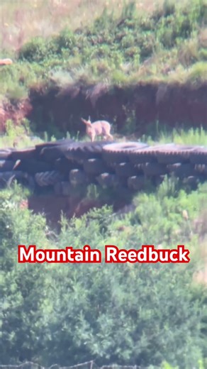 Mountain Reedbuck - Rifle Range #shorts #short #shortvideo #shortsvideo #shortsfeed #shortsviral