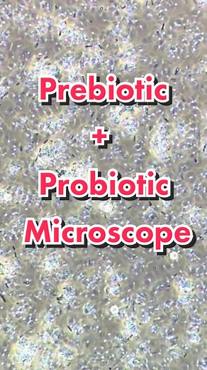 Understanding the Difference: Prebiotic vs Probiotic for Gut Health