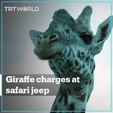 Giraffe charges at tourists on safari in Kenya