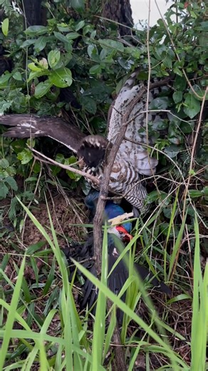 Hawk vs Swamphen | AmericanEagle