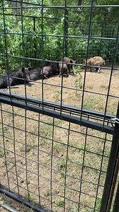 Another drop from one of our loyal customers! When the pigs roll in, Hog Brothers Traps Always Deliver 🐗💥 This ain’t luck — it’s what we do. 👇 Turn up the volume and see why folks trust us to bring the fight to the hogs! 👇 #SentInByCustomer #HogBrothersTraps #HogProblemsSolved #TrapDrop #SouthernStrong #WildHogControl #TexasHogTrapping #FarmLife #CatchEmQuiet #LandBackMission #FeralHogFix | Hog Brothers