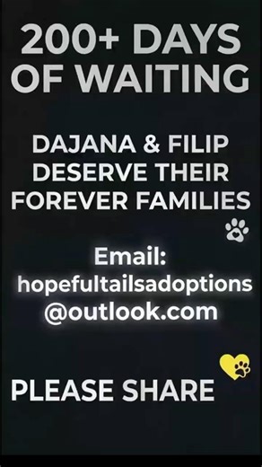 Don't Scroll... They're Still Waiting 💔 (Dajana & Filip)