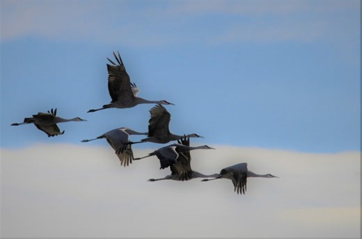 How to see sandhill cranes in the wild this fall