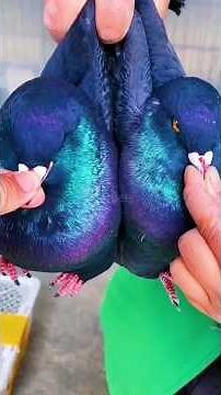 Types of pigeons - Modena pigeon | fancy pigeon breeds #pigeon #birds #mrpets