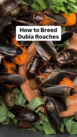 Cedric Sweet on Instagram: "How to Breed Dubia Roaches!"