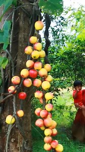 31K views · 726 reactions | Woman and son pick wild apple in the jungle #survival #hunting #dog #doglover #fishing #fruits | Uncle Bee Recipe | Facebook