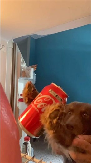 Trending coca-cola espuma #funny #trend #dogshorts