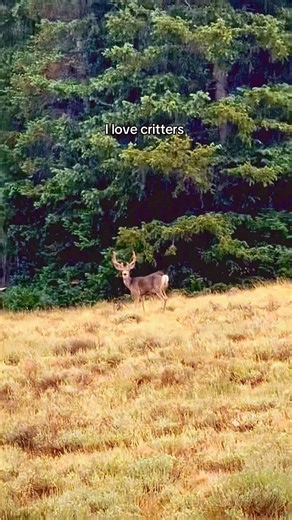 why are critters so cute? I want to pick them up and put them in my pocket and love them 4 ever