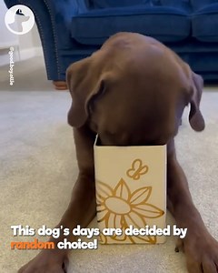 35K views · 921 reactions | Ollie picks an activity out of his activity jar and has so much fun  | Go Fetch | Facebook