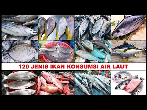 120 JENIS IKAN LAUT YANG BISA DIMAKAN | MACAM IKAN KONSUMSI AIR LAUT