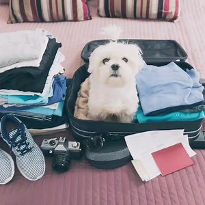  Payday treat  10% off ALL dog-friendly travel until 9pm tonight!...