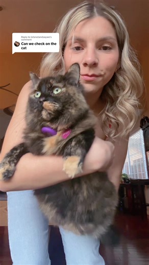 Essential Cat Wellness Check Tips for Tortoiseshell Cats