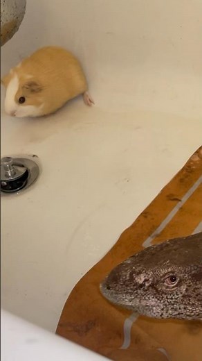Monitor lizard vs Guinea pig