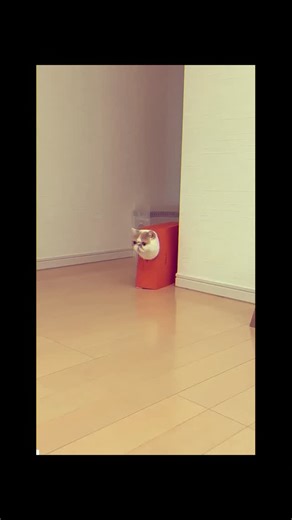 Cat Cognition | Science confirms: The trill is a greeting sound cats make only for familiar, well-liked individuals Produced with closed mouth by... | Instagram