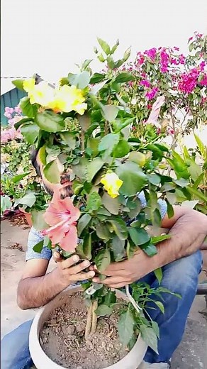 BEST time to prune Hibiscus?