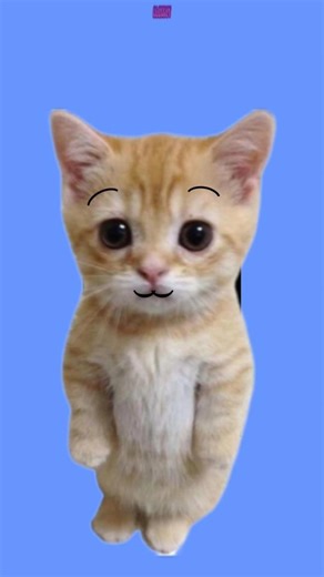 poor kitty🥺 #alexkot #animation #memes