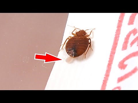 The bedbugs I brought home from the internet cafe laid eggs.