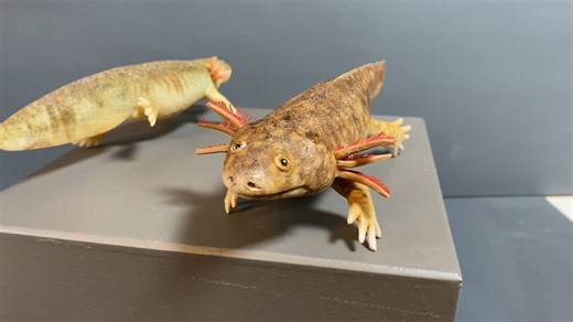 Evolution in Detail: Paleontological & Botanical Reconstructions by Sebastian Brandt