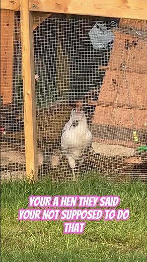 How to tell if your chicks are hens or roosters