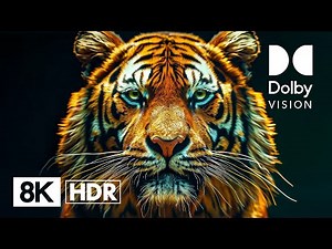 THE WILD UP CLOSE | 8K Dolby Vision™ HDR 60FPS