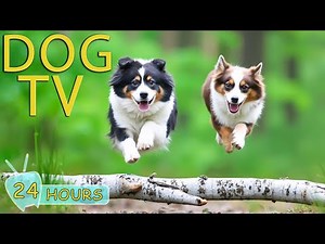 DOG TV: Videos Fun & Entertain for Dogs to Watch When Home Alone - Relax All-Day Music for Dogs