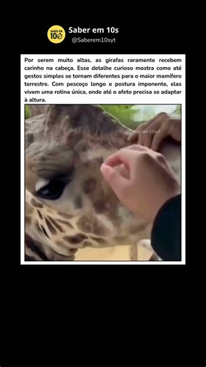 Affection at great heights #curiosities