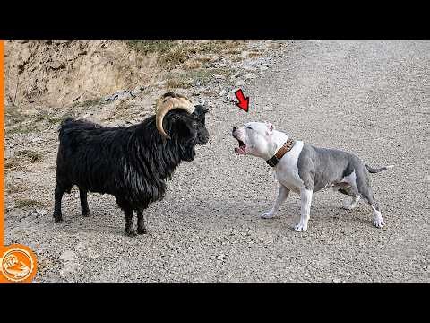 This Pitbull Messed with the WRONG Goat... and INSTANTLY Regretted It!