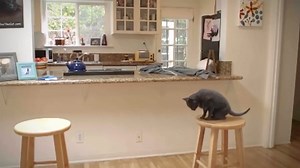PETA - Leaked Video