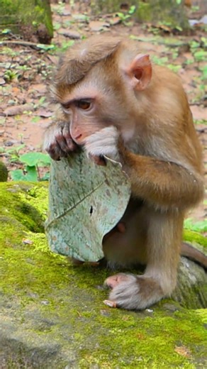 4.8K views · 76 reactions | The sound of sadness — poor monkey calling for feeding | Million Monkey | Facebook