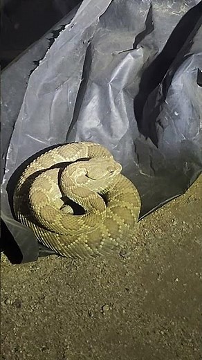 2nd Mojave Green Rattlesnake this year